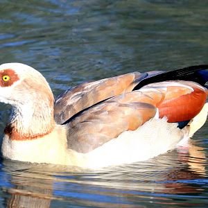 Egyptian goose; Barnes; 25th March 2019