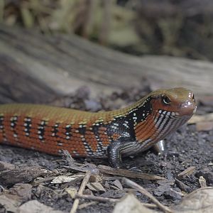 Fernand's skink