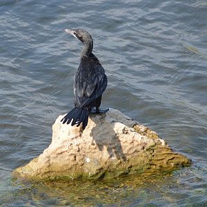 Little cormorant