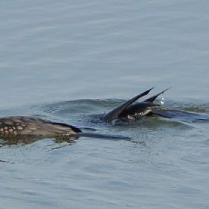 Indian cormorant