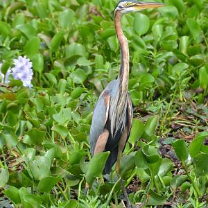 Purple heron