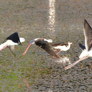 Black-winged stilts