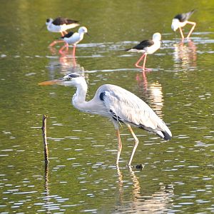 Grey heron + B/W stilts