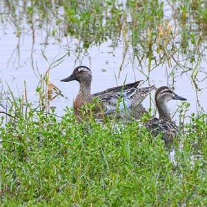 Garganey duck + ID?