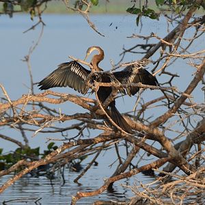 Darter drying.
