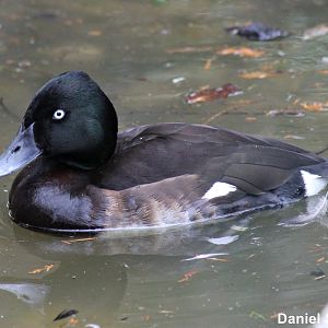 Baer's pochard (23/3-19)