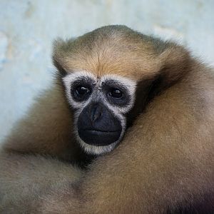 Hoolock gibbon