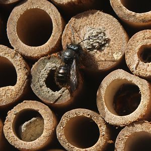 European orchard bee - Osmia cornuta - male