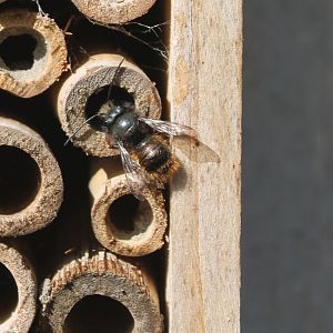 European orchard bee - Osmia cornuta - male