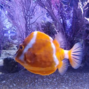 White-barred boxfish