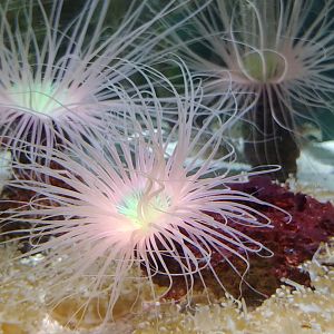 Sea anemone