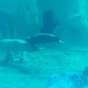 Beluga whales