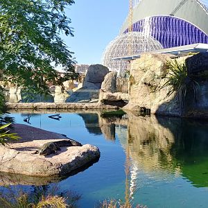 Slender-snouted crocodile exhibit