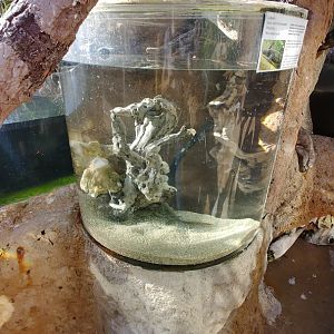 Iberian ribbed newt exhibit