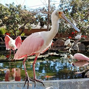 Roseate spoonbill
