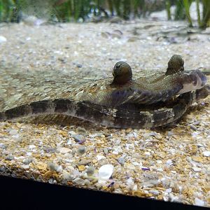 Inter-species cuddling