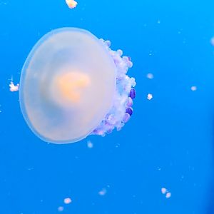 Mediterranean jelly