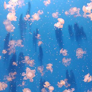 White-spotted jellyfish