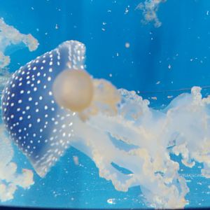 White-spotted jellyfish