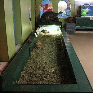 African Spurred Tortoise Enclosure