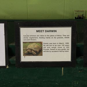 African Spurred Tortoise Sign