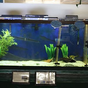 Buffalo Trunkfish Tank