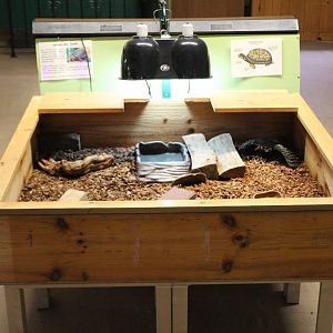 Eastern Box Turtle Enclosure