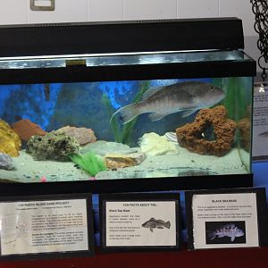Black Sea Bass Tank