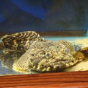 Jabba the Toadfish