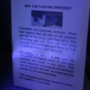 Bicolor Damselfish Mirror Fighting Sign