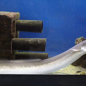 American Eel
