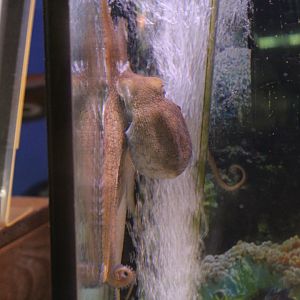 Atlantic Pygmy Octopus