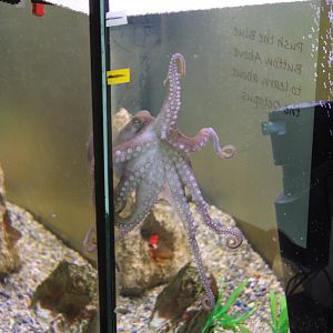 Atlantic Pygmy Octopus