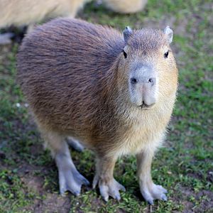 Capybara