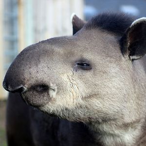Tulio the Tapir
