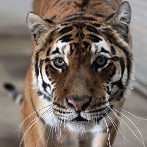 Julia the Tiger