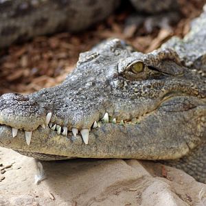 Siamese Crocodile