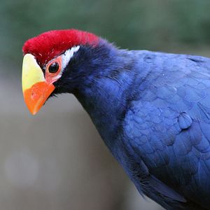 Violets Turaco