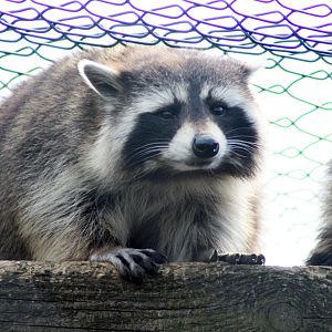 Raccoon