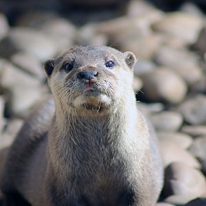 Asian Short Clawed Otter
