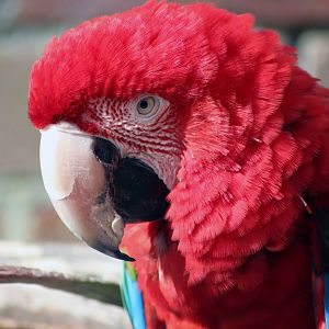 Poppy Macaw