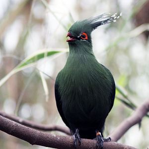 Schlows Turaco