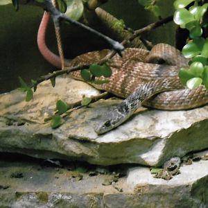 Can somebody identify