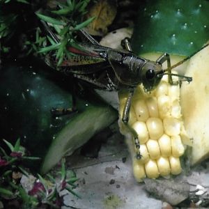 Can somebody identify