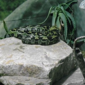 can somebody identify