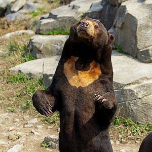Malayan sun bear