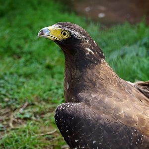 Crested serpent eagle