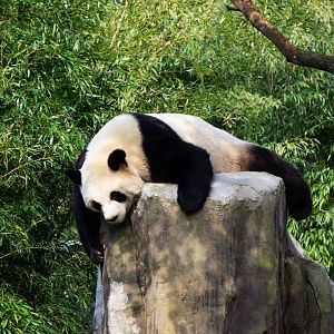 Giant panda