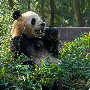 Giant panda