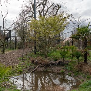 Fossa Enclosure - Madagascar Exhibit - 26/03/2019